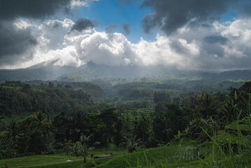 landscape with a rice fields terraces