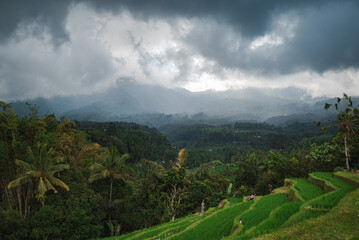 Fototapeta na wymiar landscape with a rice fields terraces