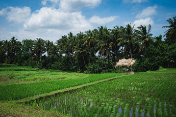 Fototapeta na wymiar palm trees on the rice field