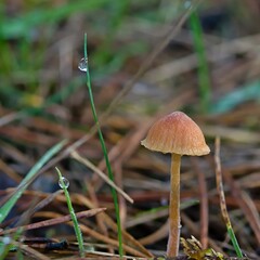 A mushroom among forest grasses in the autumn season. © Adam