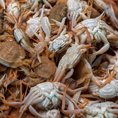 Small edible Crabs for sale at market in Spain