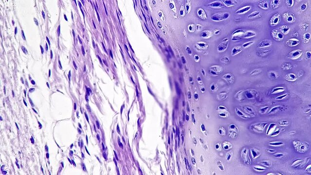 Bone cell in section macro slide filmed under microscope 400x on bright field background. Experiment with skeleton tissues samples investigated with special magnifying equipment. Microbiology concept.