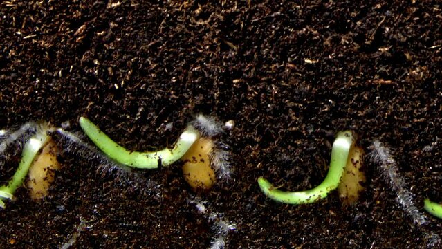 Seeds of wheat are growing in the soil and little stems with roots are appearing in timelapse. Macro footage of cereal grains germinating in the ground. Concept of agriculture and the harvest.