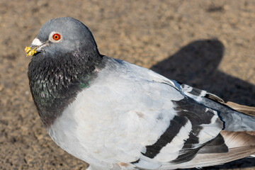 Close up photo of a pigeon showcasing  great eye detail portraying its colorful patterns