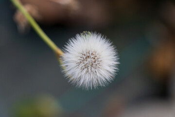 Macro photo of a Dandelion flower