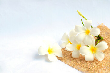 Fototapeta na wymiar white tropical plumeria flowers on white background and copy space for your text