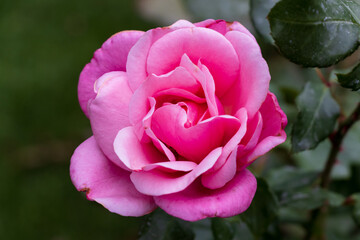 Macro photo of a pink rose