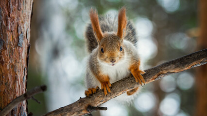 squirrel on a tree