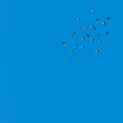 A GROUP OF PIGEONS OR DOVES FLYING IN THE BLUE SKY