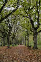 Fototapeta premium autumn in the park