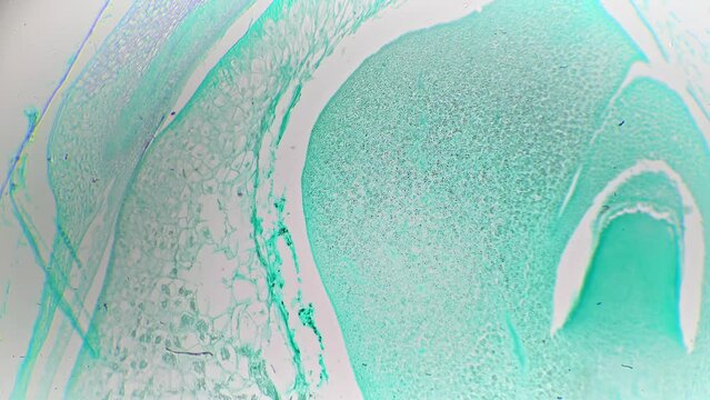 Seed of Zea mays in longitudinal section filmed in laboratory under microscope 40x on bright field. Piece of maize cut and multiply magnified for studying its structure and analyzing cells on biology.