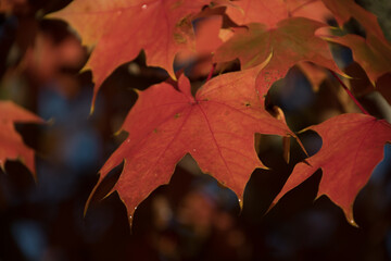 Red  and orange tones on maple foliage - 6
