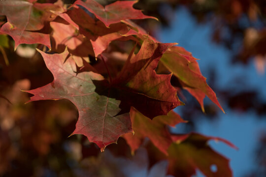 Red  and orange tones on maple foliage - 8