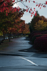 Red maples on an empty street in Redmond suburb