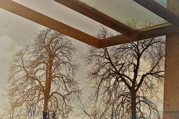 Gebäudevordach aus Glas und Metall vor hohen kahlen Bäumen und Himmel bei Sonne am Mittag im...