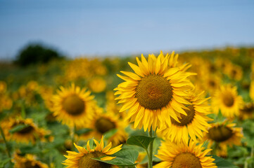 Monferrato, Piemonte, Italia - 19 Luglio 2021:.Girasole in campo di girasoli. La fioritura dei girasoli, fiori di un giallo brillante nella campagna del Piemonte in Italia..