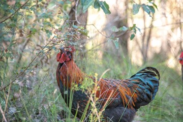 Chickens in the bush found on a hike!