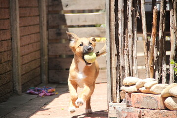 riley the cutest busiest mixbreed puppy in the world