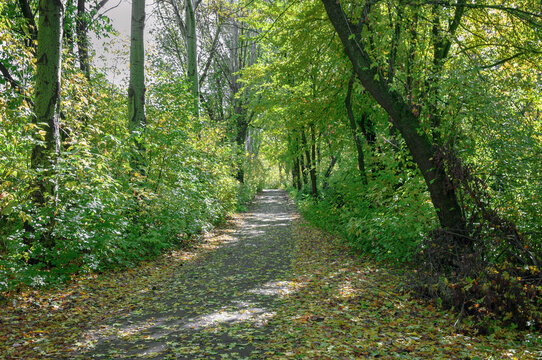  Deciduous forest in summer. Road through the forest