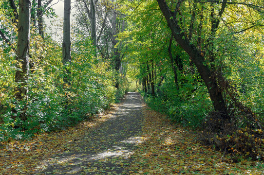  Deciduous forest in summer. Road through the forest