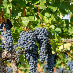 Naklejka premium Bunches of black grapes in the Italian vineyards