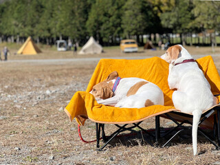 キャンプ場で椅子に座る犬2匹