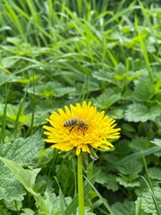 Biene auf Löwenzahn