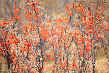 sea buckthorn ripe berries on bushes, medicine vitamin c antioxidant nutrition