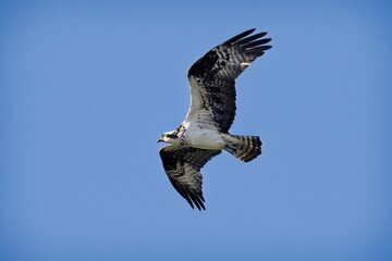 Osprey flying against a blue sunny sky