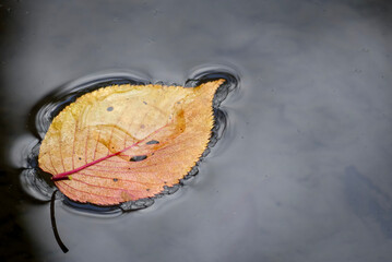 枯れ葉が池に落ちて
