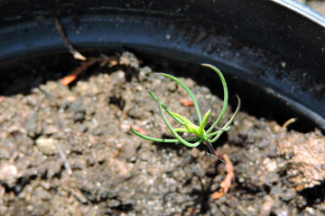 A pine seedling in the sunshine