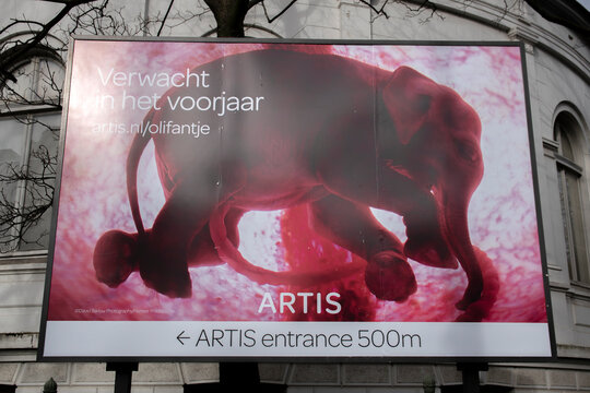 Billboard Artis Zoo Baby Elephant Will Come At Amsterdam The Netherlands 2020