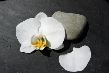 A close-up of a white orchid flower with a yellow and orange centre, a grey pebble and a petal, the background painted with black paint, spa