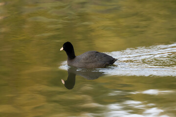 American Coot is swimming on the pond.