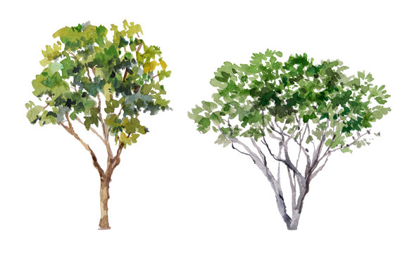 Set of evergreen trees isolated in watercolor.