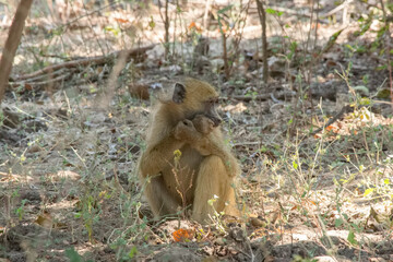 Yellow baboon sitting on the ground, Zambia