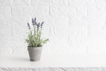 Lavender flowers white background, copy space