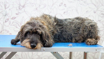 Overgrown wire-haired dachshund before trimming on the dog grooming table