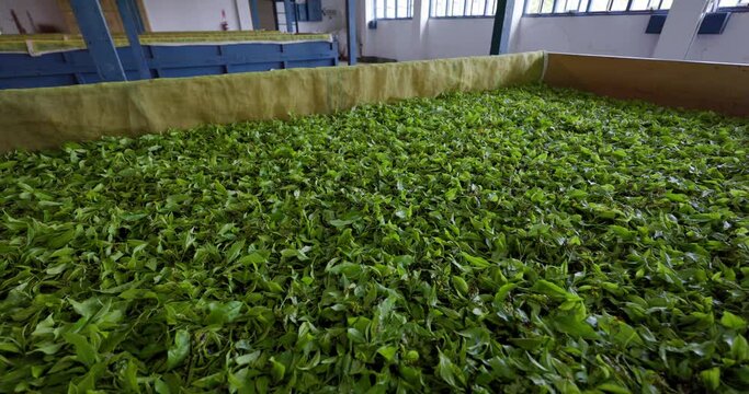 Green tea production in tea factory