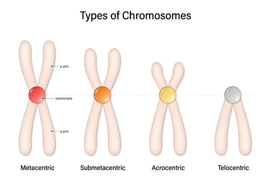 Type of chromosome. Metacentric, Submetacentric, Acrocentric, Telocentric. Classification of chromosomes to the position of centromere.