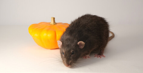 Black rat and orange pumpkin.