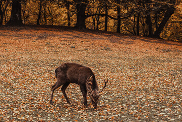 Marselisborg Deer Park. Aarhus tourism. Travel to  Denmark Jutland. Mammal animals. Autumn  landscape. Danish nature. Sika deer