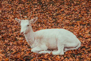 Marselisborg Deer Park. Aarhus tourism. Travel to  Denmark Jutland. Mammal animals. Autumn  landscape. Danish nature. White albino deer 