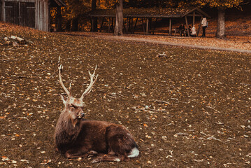 Marselisborg Deer Park. Aarhus tourism. Travel to  Denmark Jutland. Mammal animals. Autumn  landscape. Danish nature. Sika deer