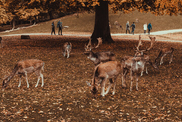 Marselisborg Deer Park. Aarhus tourism. Travel to  Denmark Jutland. Flock mammal animals. Autumn ...