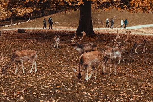 Marselisborg Deer Park. Aarhus tourism. Travel to  Denmark Jutland. Flock mammal animals. Autumn  landscape. Danish nature. Roe deer