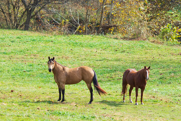 Two horses in autumn pasture with neg space