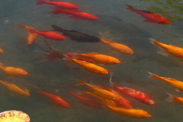 Colorful fish swim in a lake with fresh water.