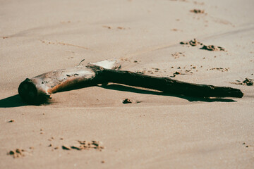 Washed Up Wood On Beach