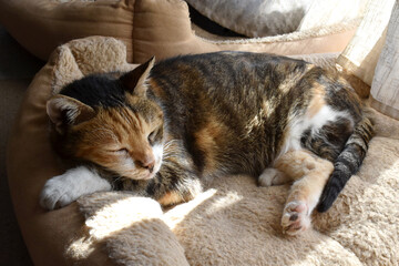 Fototapety na wymiar - Fototapeta24.pl